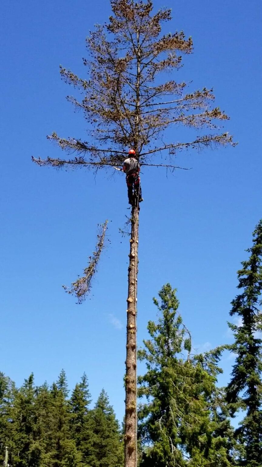 Tree Pruning Okanagan Tree Cutters