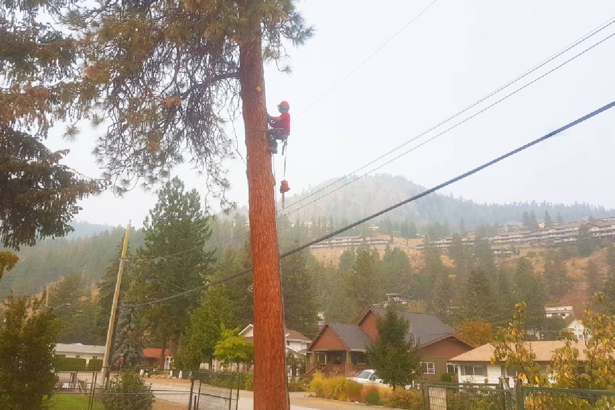 Okanagan Tree Cutters photo 9